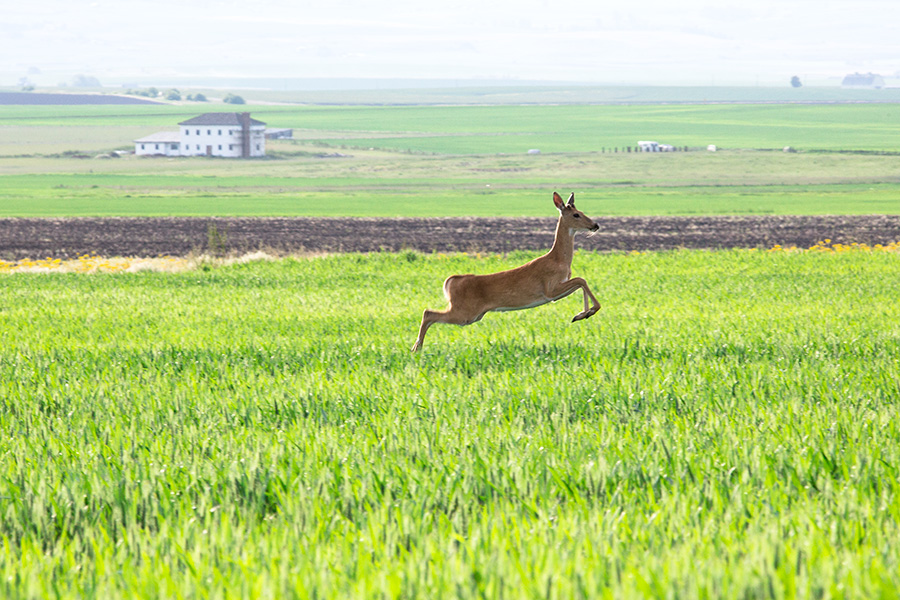 PalouseDeer_Ver1_blog