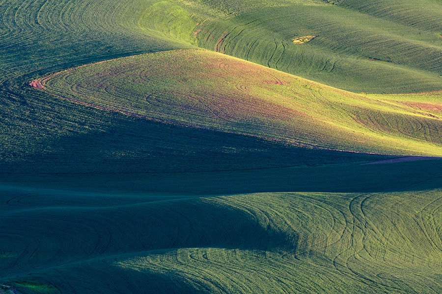 Palousewheat10_Ver1_blog