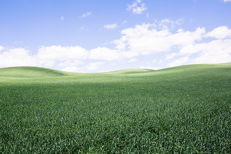 Palousewheat2_Ver2b_blog