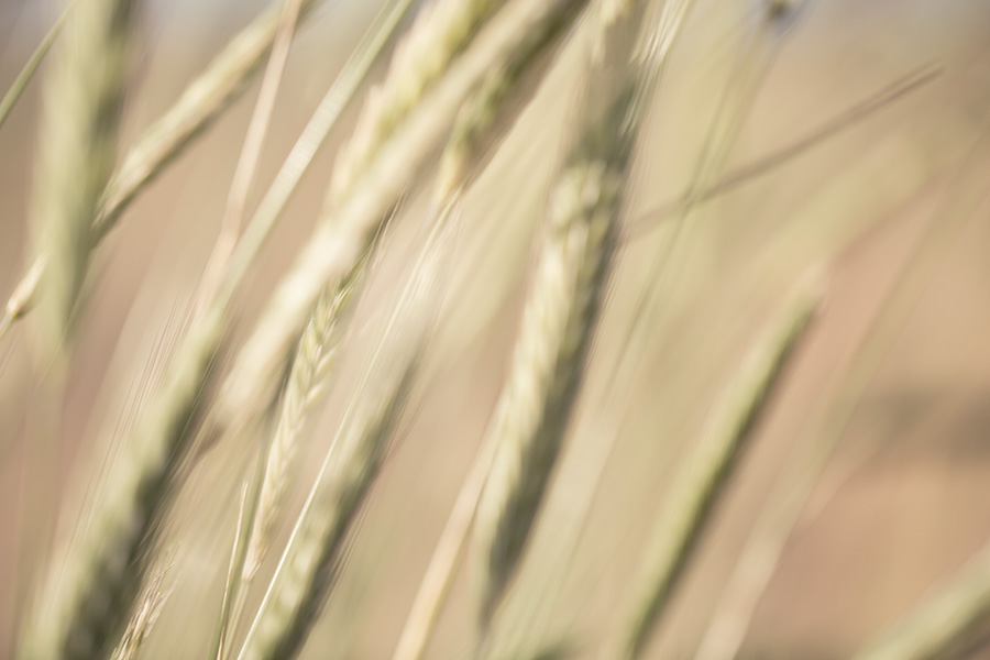 Palousewheat6_Ver1_blog