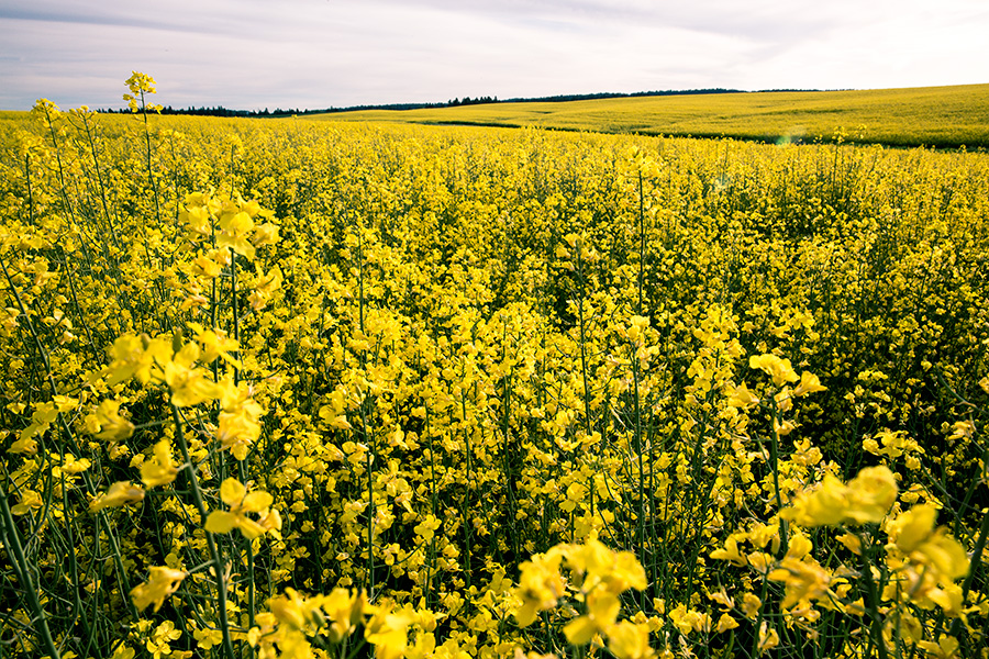 Palousewheat9_Ver1_blog